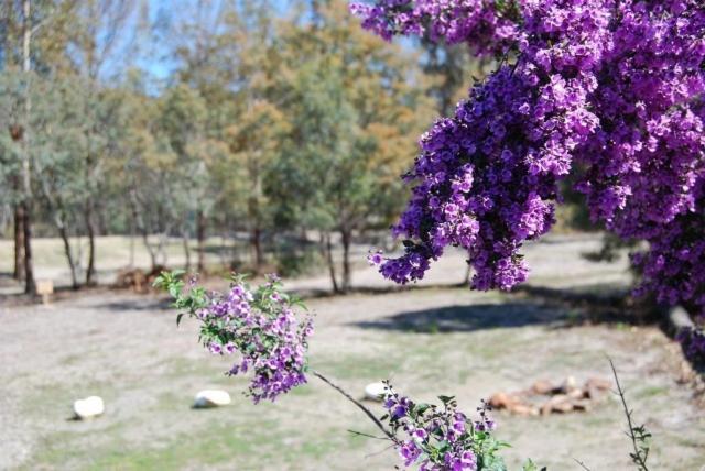 Gumleaves Bush Holidays Little Swanport Esterno foto