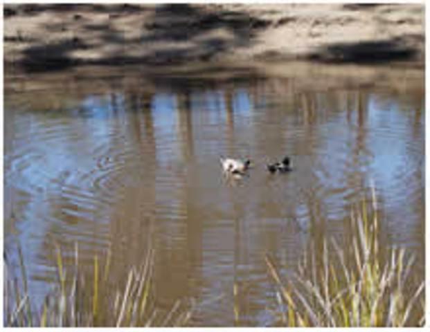 Gumleaves Bush Holidays Little Swanport Esterno foto